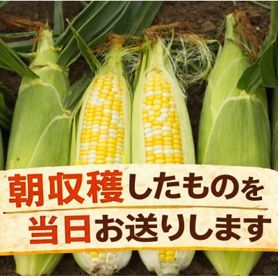 【訳あり】北海道 歩味(あゆみ)バイカラーコーン 11～13本入り とうもろこし