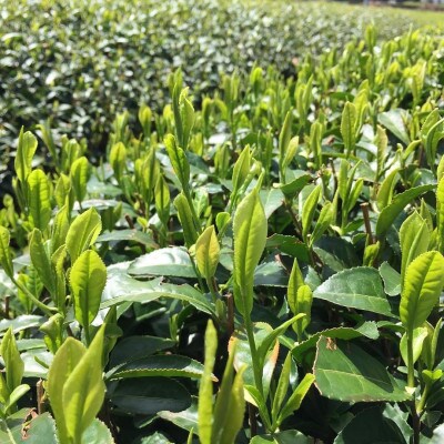 貫井園の深蒸し茶　上　リーフ　100g×3袋