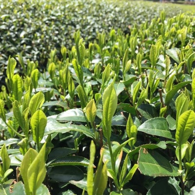 深蒸し茶　ティーバッグ　20TB入 × 4袋　狭山茶製造直売 貫井園 直送