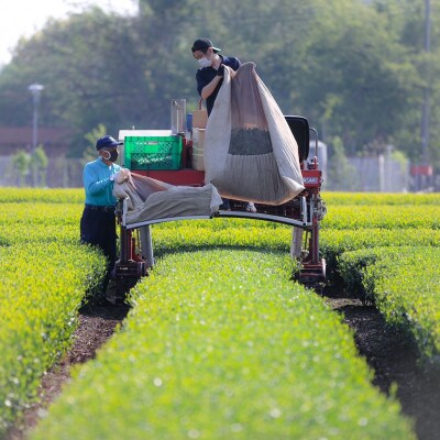【プレミアムティコンテスト入賞】清水園製茶工場の埼玉夢紅茶 飲み比べ5種セット(茶葉)