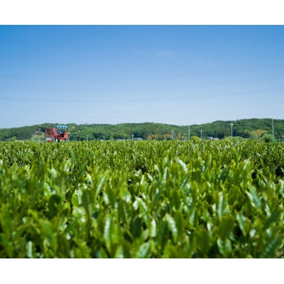 千代紙缶入り 狭山茶ティーバッグ「霞川 煎茶」