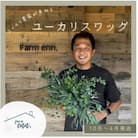 【ユーカリ農家が束ねる】摘みたてユーカリスワッグ
