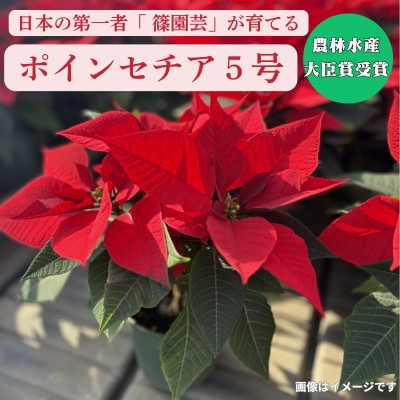 日本の第一人者が育てるポインセチア5号