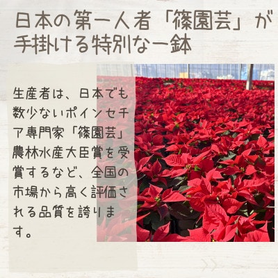日本の第一人者が育てるポインセチア5号