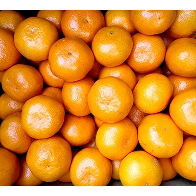 【先行受付】和歌山有田産みかん10kg(Mサイズ、Lサイズ)どちらかおまかせ【湯浅町】
