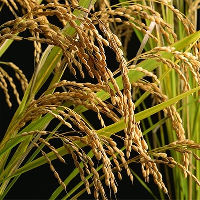 【ご飯なかま】中間産米 夢つくし 5kg×2袋 (計10kg) 令和3年産