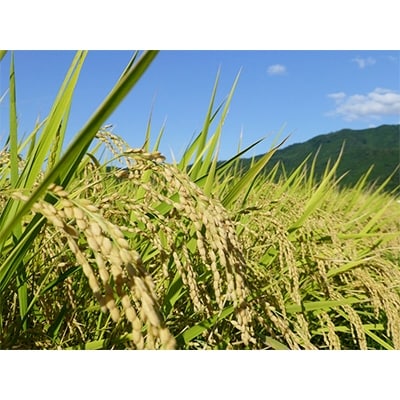 兵庫県丹波市産特別栽培米コシヒカリ「夢たんば」2kg×3