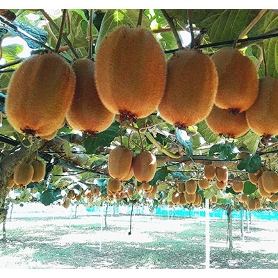 【キウイフルーツ 約3.6kg】大晴農園<ヘイワード>贈答用大箱