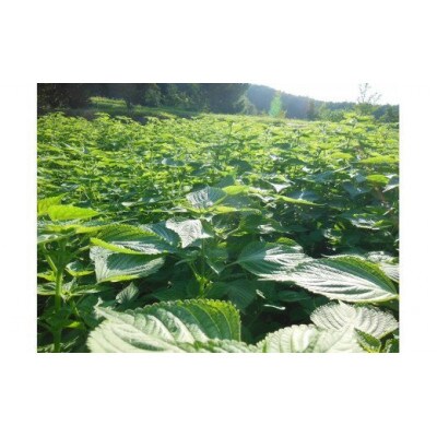 岐阜県産えごま100%使用　生えごま油(45g×7本、110g×3本)