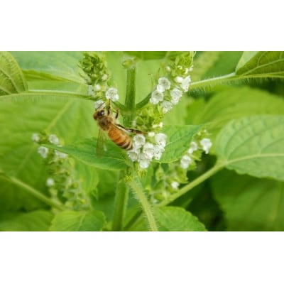 恵那農高生と開発!季節の里山蜂蜜セット(蜂蜜300g×3本、蜂蜜30g3種セット×2個)