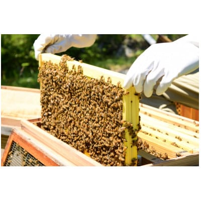 恵那農高生と開発!季節の里山蜂蜜セット(蜂蜜300g×3本、蜂蜜30g3種セット×2個)