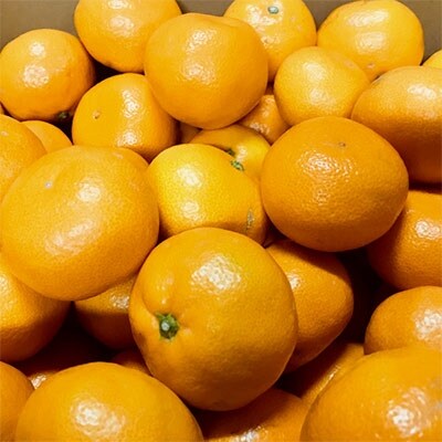 厳選!濃厚有田みかん【サイズ混合】 10kg※2020年11月中旬以降順次発送