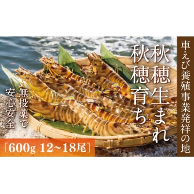 旭水産活き車海老(あいおえび)600g(12～18尾)【養殖】 D036