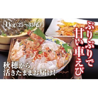 山口秋穂産活きあいおえび1kg C045