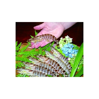 山口秋穂産活きあいおえび1kg C045