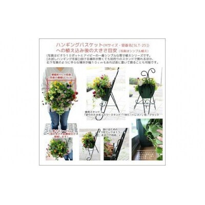 花うるるのハンギング定期便 シルバーコース 全6回 半年 1年間お届け A 042 お礼品詳細 ふるさと納税なら さとふる