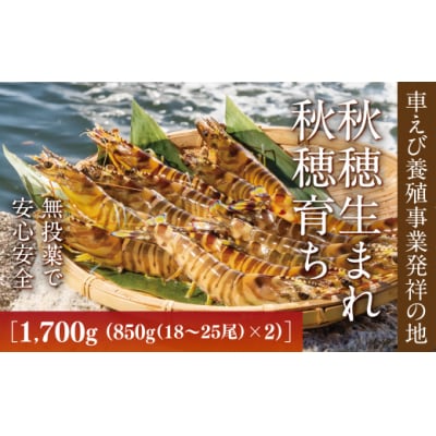 旭水産活き車海老1700g(850g(18～25尾)×2)【養殖】 B056