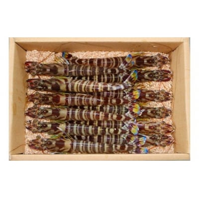 旭水産活き車海老1700g(850g(18～25尾)×2)【養殖】 B056