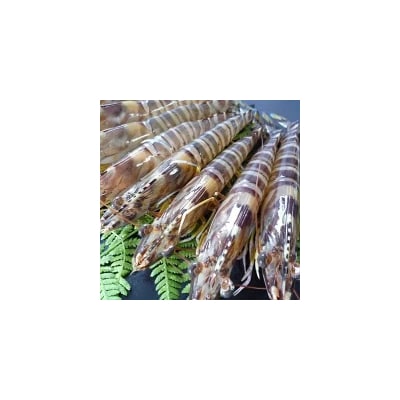 車海老西京漬と活き〆冷凍車海老詰め合わせセット D037