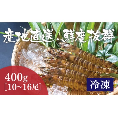 活き締め冷凍あいおえび400g(10～16尾) D168 