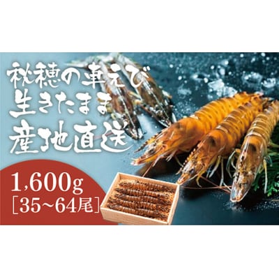 活きあいおえび1600g(800g×2)(35～64尾) B030