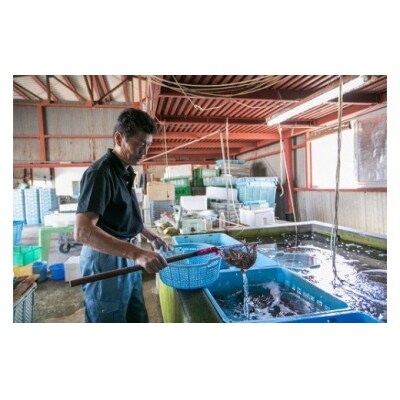 活きあいおえび1600g(800g×2)(35～64尾) B030