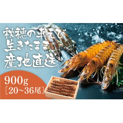 活きあいおえび900g(20～36尾) C040
