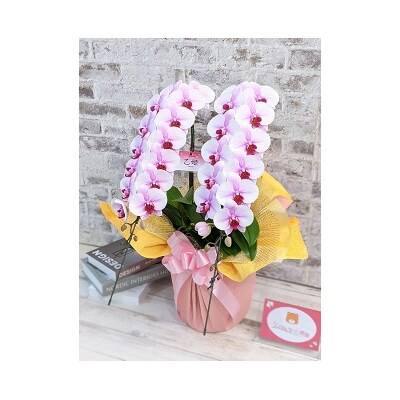 【農林水産大臣賞受賞品種】ミディ系ピンク胡蝶蘭!『乙姫(おとひめ)』2本立 C017