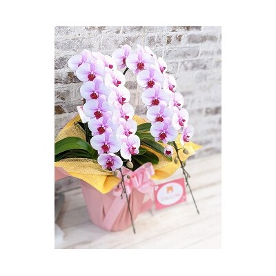 【農林水産大臣賞受賞品種】ミディ系ピンク胡蝶蘭!『乙姫(おとひめ)』2本立 C017