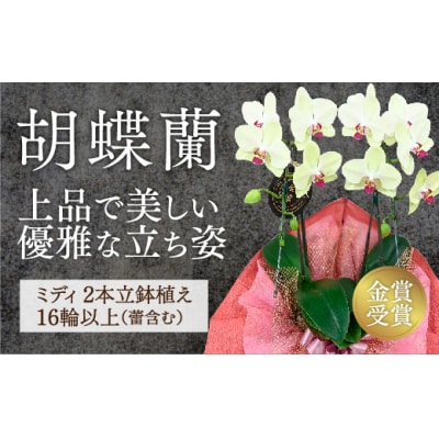 ☆金賞受賞☆超希少!イエロー胡蝶蘭’日の出’小 ミディサイズ(2本立) D426