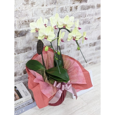 ☆金賞受賞☆超希少!イエロー胡蝶蘭’日の出’小 ミディサイズ(2本立) D426