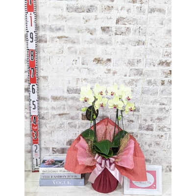 ☆金賞受賞☆希少!イエロー胡蝶蘭’日の出’小 ミディサイズ(2本立) D010