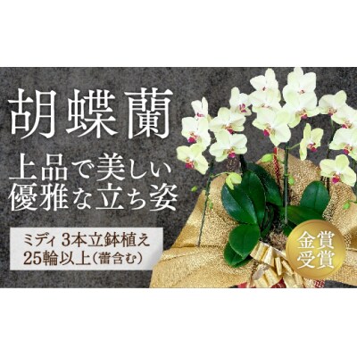 ☆金賞受賞☆超希少!イエロー胡蝶蘭’日の出’小 ミディサイズ(3本立) C129