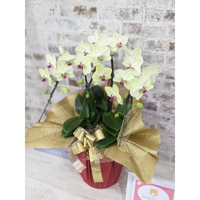 ☆金賞受賞☆希少!イエロー胡蝶蘭’日の出’小 ミディサイズ(3本立) C008