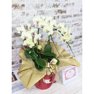 ☆金賞受賞☆超希少!イエロー胡蝶蘭’日の出’小 ミディサイズ(3本立) C129