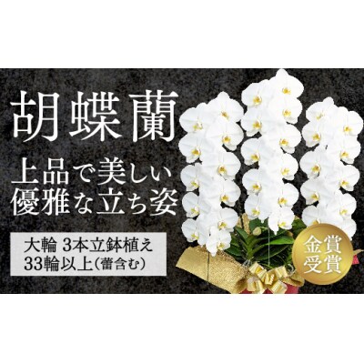 【金賞受賞】スタンダード鳴滝清流胡蝶蘭3本立 B102