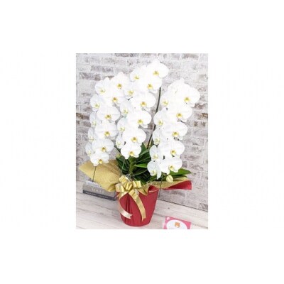 【金賞受賞】スタンダード鳴滝清流胡蝶蘭3本立 B102