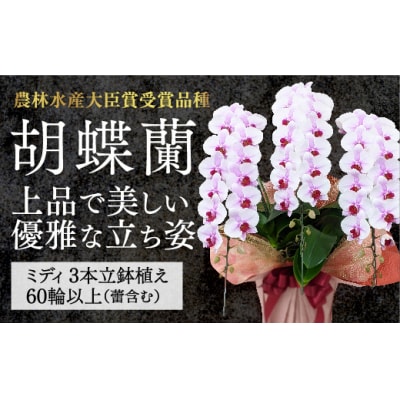 【農林水産大臣賞受賞品種】ミディ系ピンク胡蝶蘭!『乙姫(おとひめ)』3本立 B027