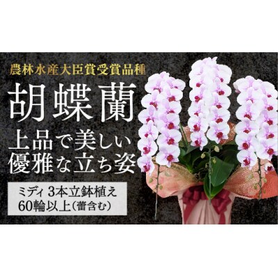 【農林水産大臣賞受賞品種】ミディ系ピンク胡蝶蘭!『乙姫(おとひめ)』3本立 B100