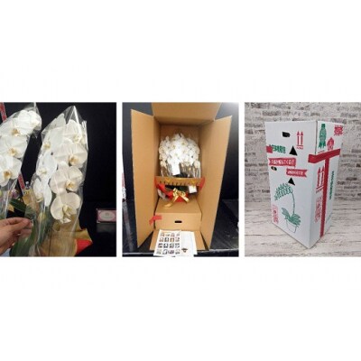 【農林水産大臣賞受賞品種】ミディ系ピンク胡蝶蘭!『乙姫(おとひめ)』3本立 B100