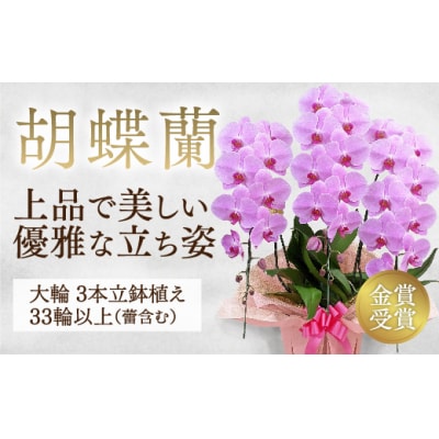 【金賞受賞】 スタンダード*姫葵(ヒメアオイ)大輪*3本立 B008