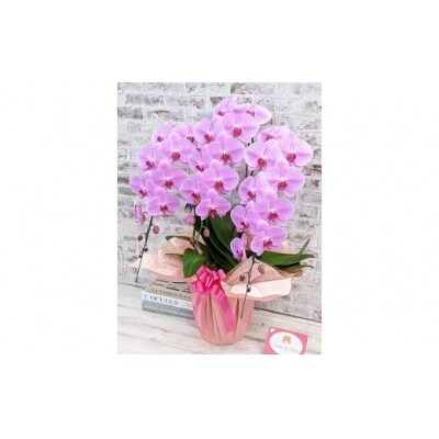 【金賞受賞】 スタンダード*姫葵(ヒメアオイ)大輪*3本立 B008