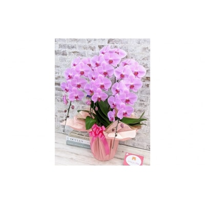 【金賞受賞】 スタンダード*姫葵(ヒメアオイ)大輪*3本立 B101