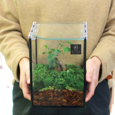観葉植物[テラリウムSサイズ](花うるるモダンインテリアギフトガジュマルガラスケース D041