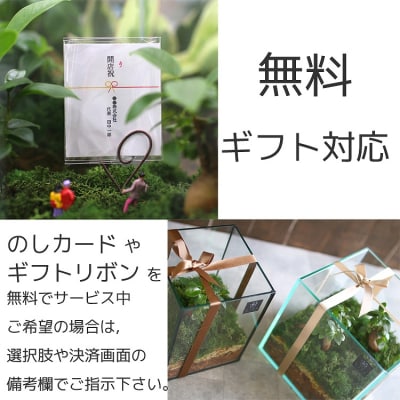 観葉植物[テラリウムSサイズ](花うるるモダンインテリアギフトガジュマルガラスケース D041