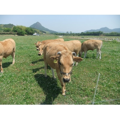 山口放牧牛「ヒレ肉」 C034