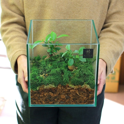 モダンインテリアやギフトに「花うるるのテラリウムMサイズ」(ジオラマ人形おまけ付)D011