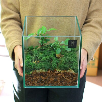 モダンインテリアやギフトに「花うるるのテラリウムMサイズ」(ジオラマ人形おまけ付)D011