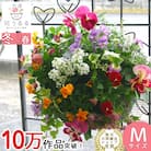 パンジー・ビオラの花うるるハンギング寄せ植え「カシスオレンジ Mサイズ」 D086