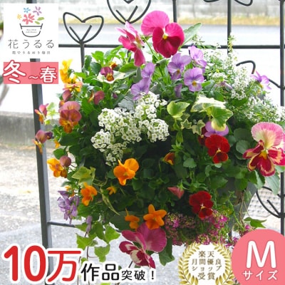 パンジー・ビオラの花うるるハンギング寄せ植え「カシスオレンジ Mサイズ」 D574